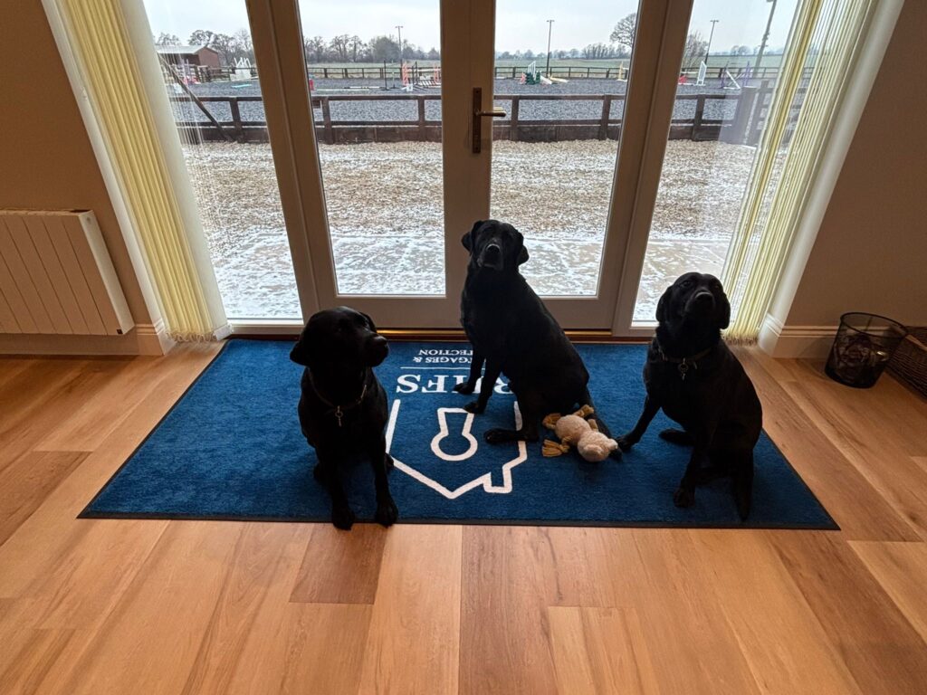 three black Labradors in the RHFS office